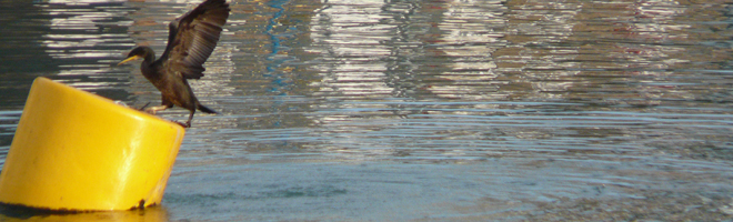 Cormorant in the Early Morning at Padstow Harbour